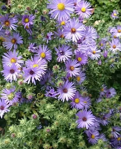 Aromatic aster 'October Skies'