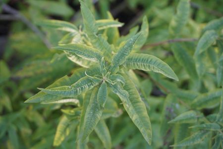 Cedrón - Aloysia citrodora (Cuidado, Características, Flor, Imágenes ...
