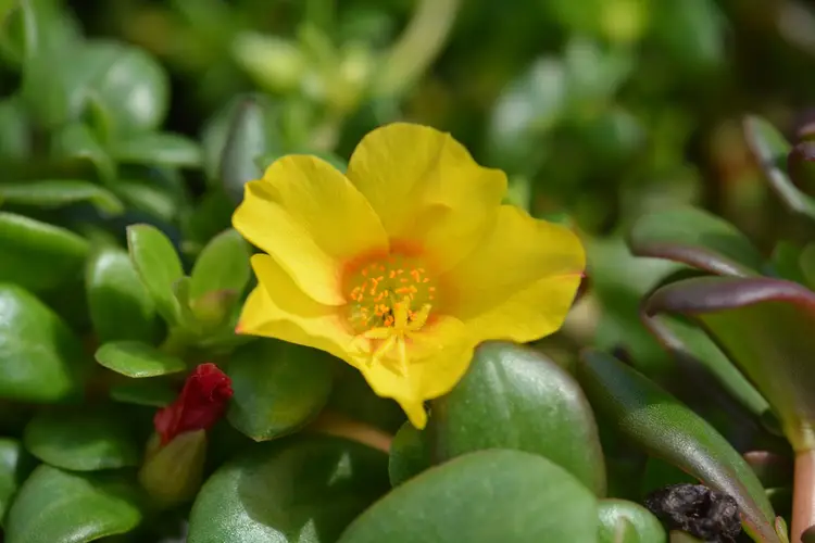 Xeroderris stuhlmannii - PictureThis