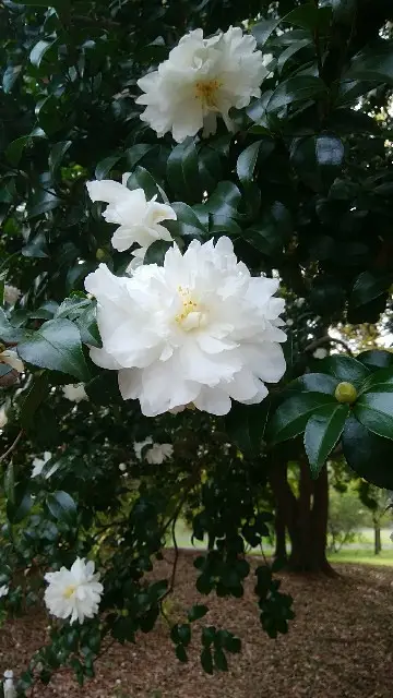 Camellia sasanqua 'White'
