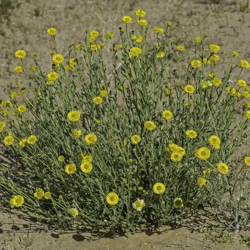 Marigold jaune du désert