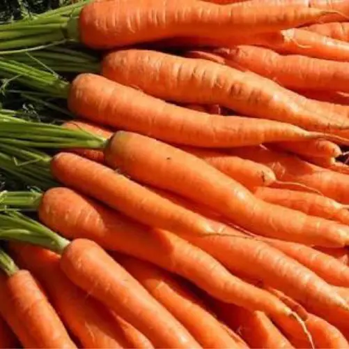 Wild carrot 'Eskimo'