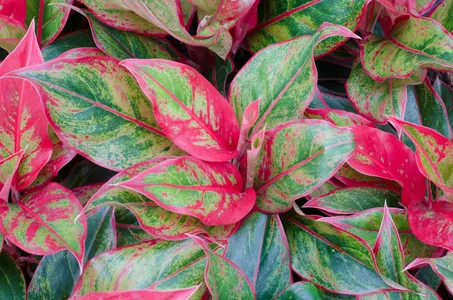 アグラオネマ 'サイアム・オーロラ' (Aglaonema 'Siam Aurora アグラオネマ 'サイアム・オーロラ' (Aglaonema 'Siam Aurora