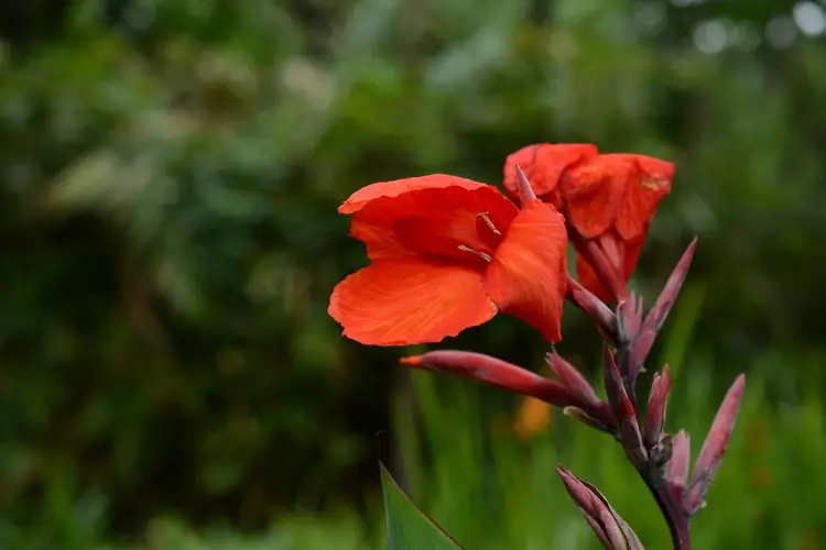 Canna lily
