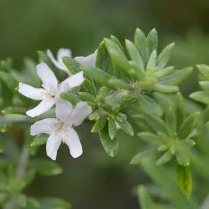 ウエストリンギア (ケア, 特徴, 花, 画像)