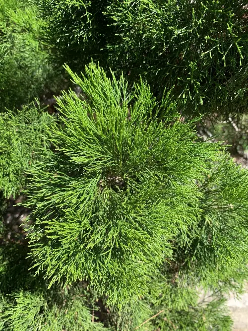 White Cypress-pine