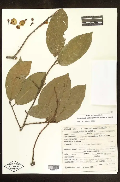 Couratari oblongifolia