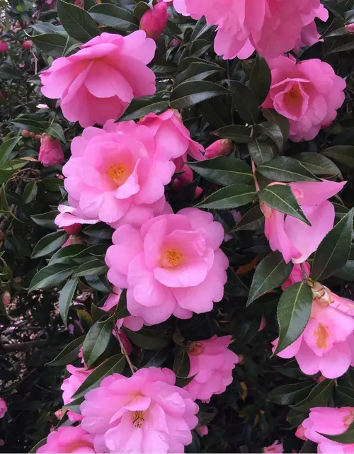 Camellia × williamsii 'Daintiness'