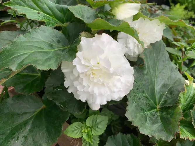 Begonia 'Ruffled White'
