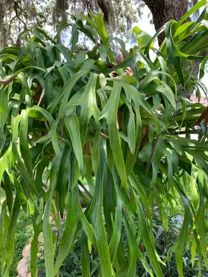 プラチセリウム・ワリチー (Platycerium wallichii) - PictureThis
