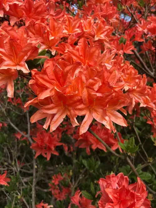 Rhododendron mollis 'Koster's Brilliant Red'