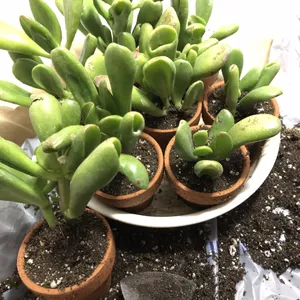 多肉植物　唐印　モンストローサ子株たくさん　古株群生美苗　そのままかざる　花瓶付 カランコエ オリキュラ (唐印モンストローサ)の育て方・栽培方法