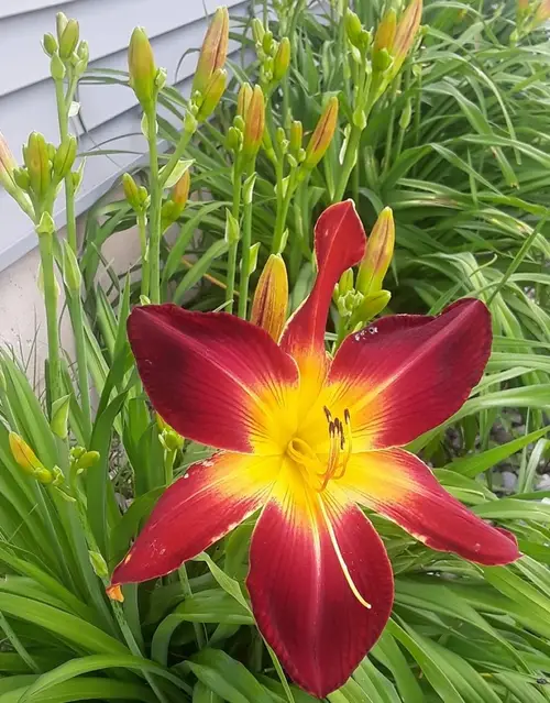 Daylilies 'All American Chief'