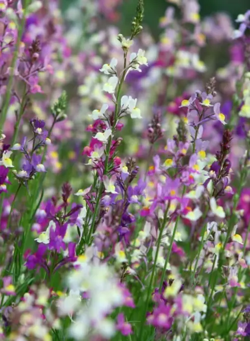 Moroccan toadflax 'Fairy Bouquet Group'