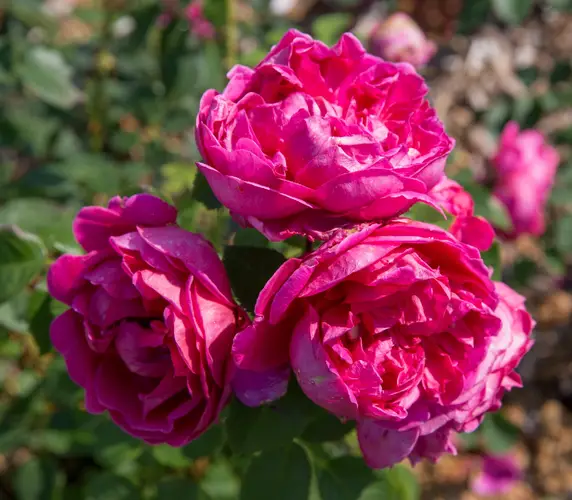Roses 'Lady of Megginch'