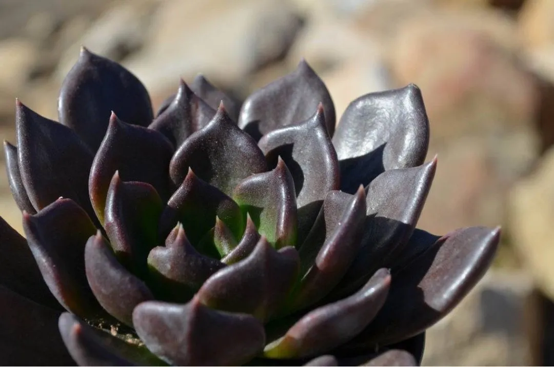 ブラックプリンスの判定方法 (Echeveria 'Black Prince')