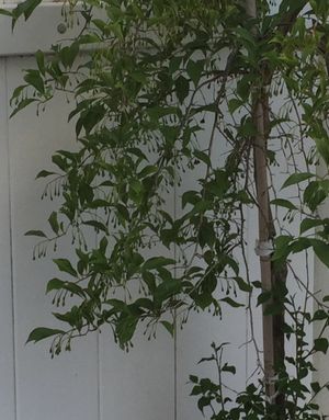 Styrax formosanus - PictureThis