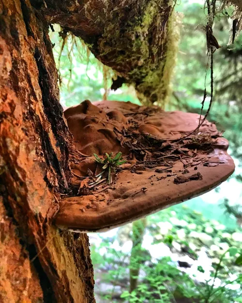 コフキサルノコシカケ（粉吹猿腰掛） (Ganoderma applanatum