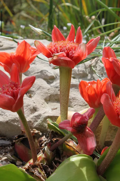 Haemanthus coccineus - Haemanthus coccineus (Cuidado Haemanthus coccineus - Haemanthus coccineus (Cuidado