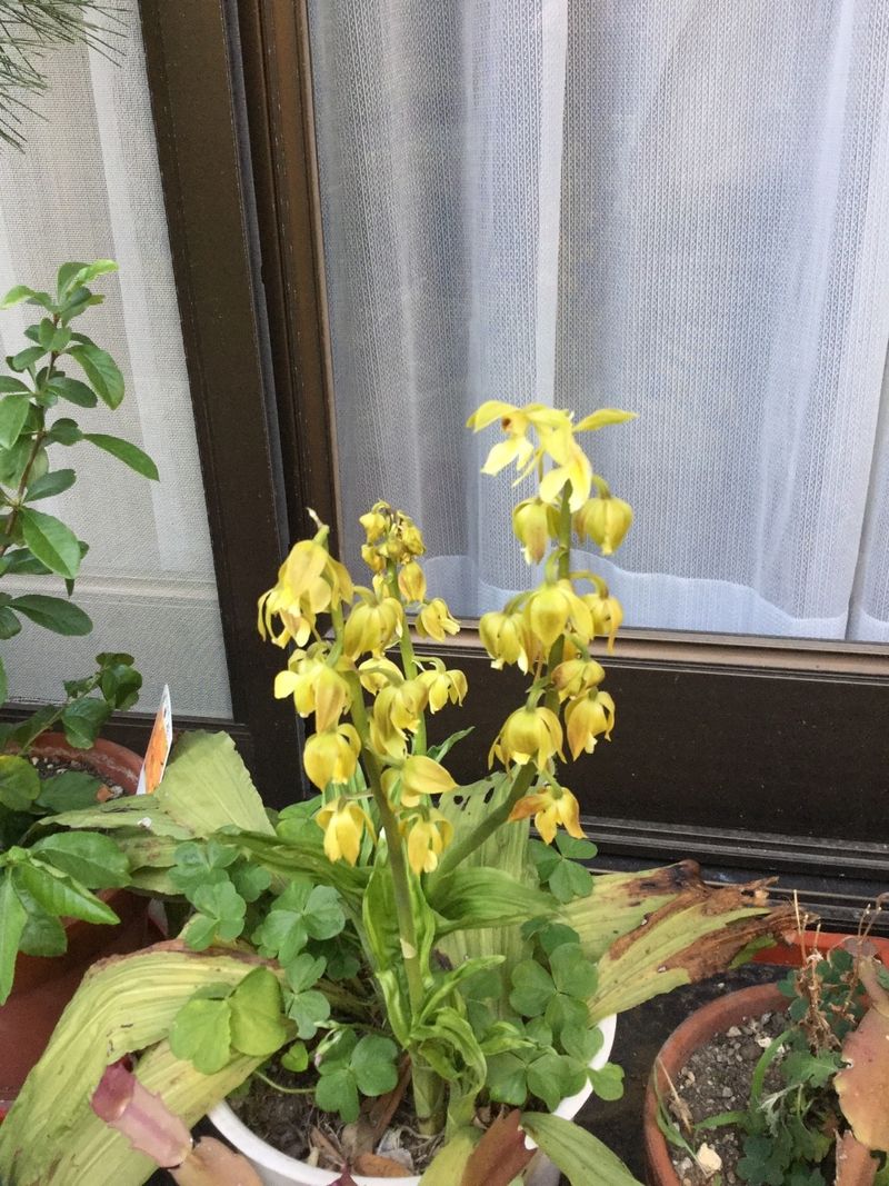 キエビネ（黄海老根）が咲かない理由: Calanthe striataのための