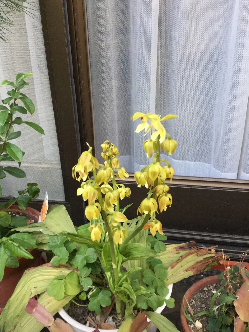 キエビネ（黄海老根）が咲かない理由: Calanthe striataのための