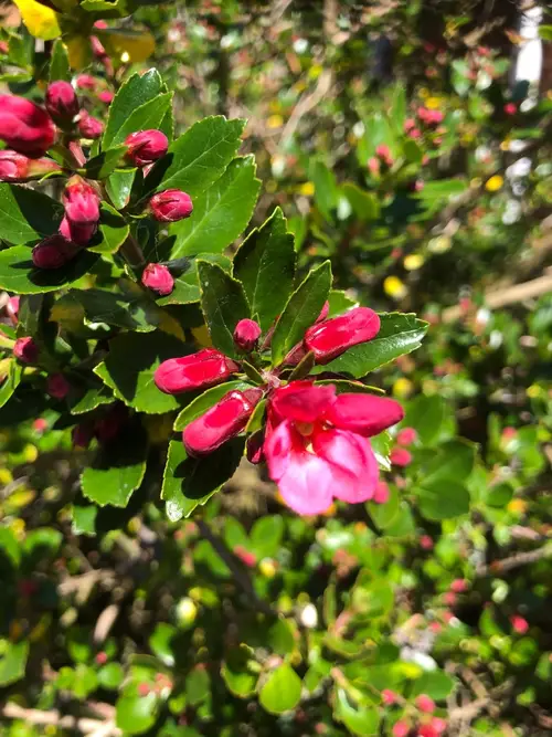 Escallonia × langleyensis 'Pride of Donard'