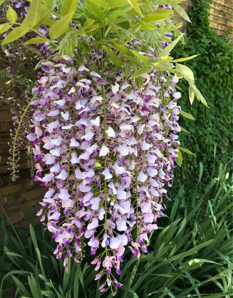 Optimal Sunlight for Japanese wisteria: A Guide