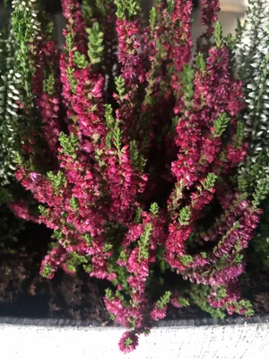 How to Grow and Care for Scotch heather 'Dark Beauty'