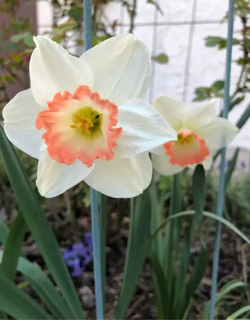 Daffodils 'Pink Pride'