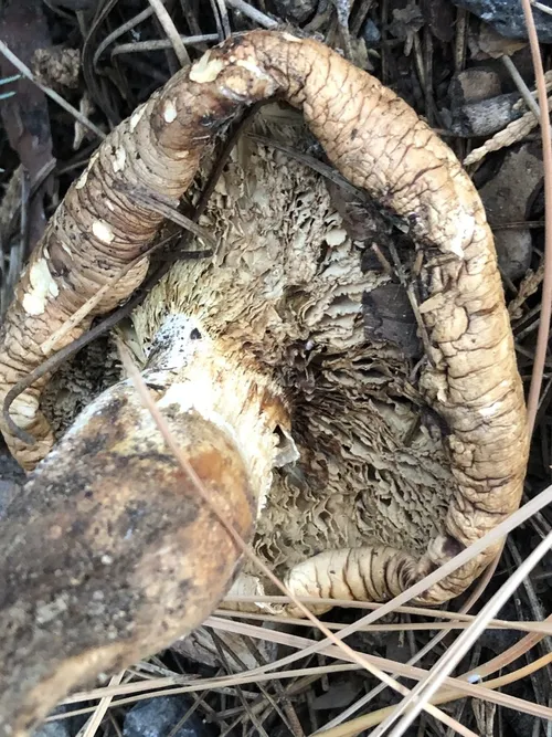 サルノコシカケ科 (Polyporaceae) - PictureThis