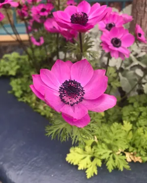 How to Grow and Care for Poppy anemone 'Harmony Orchid'