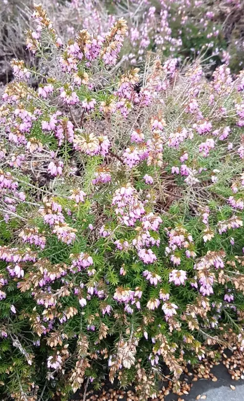 Winter heath 'Pink Spangles'