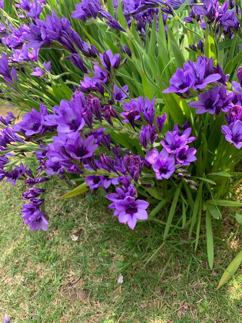 Baba Flower The Fascinating Symbolism and Uses of the Baboon Flower