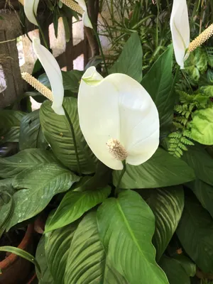 Peace lily - Spathiphyllum cochlearispathum (Care, Characteristics, Flower,  Images)