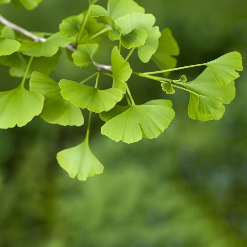 Wie man Ihren Ginkgo fr optimales Wachstum dngt?