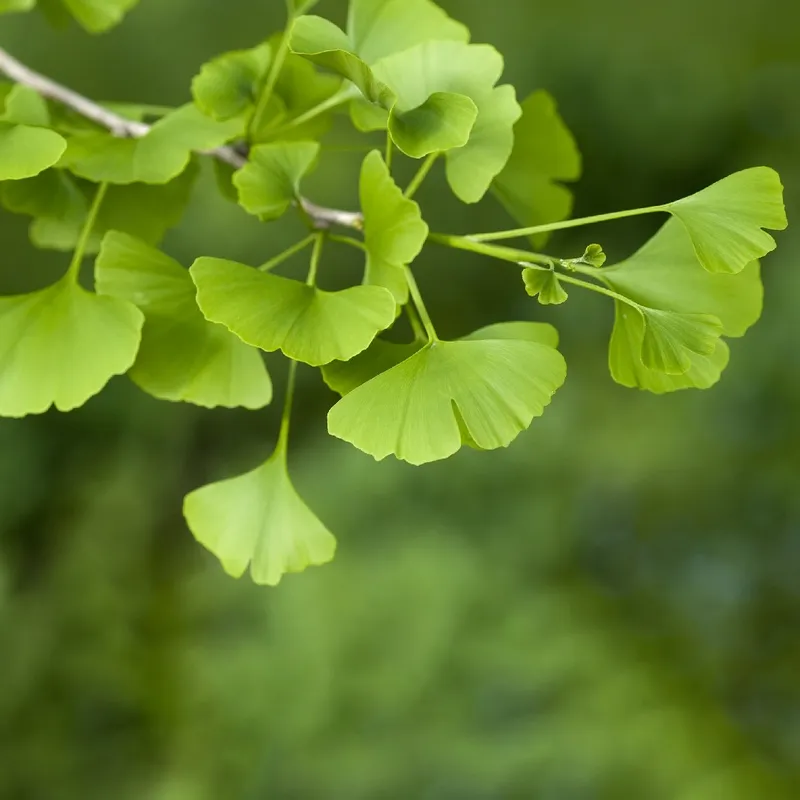 Wie man eine Ginkgo umtopft: Eine Schritt-fr-Schritt-Anleitung