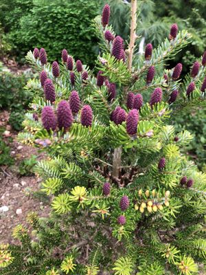 チョウセンシラベ シルバーショウ 接ぎ木苗 商品画像 > チョウセン