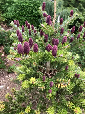 チョウセンシラベ 'Silver Show' (Abies koreana 'Silver Show チョウセンシラベ 'Silver Show' (Abies koreana 'Silver Show