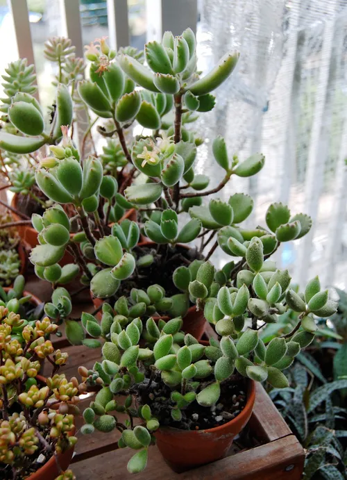 Brentatze - Cotyledon tomentosa (Pflege, Merkmale, Symbolik, Bilder)
