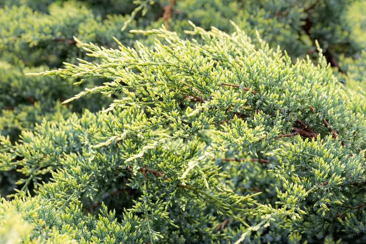 Juniperus horizontalis 'Limeglow'