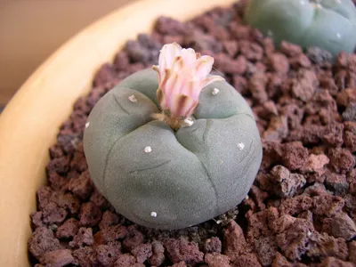 Peyote - Lophophora williamsii (Pflege, Merkmale, Blume, Bilder, Giftig)
