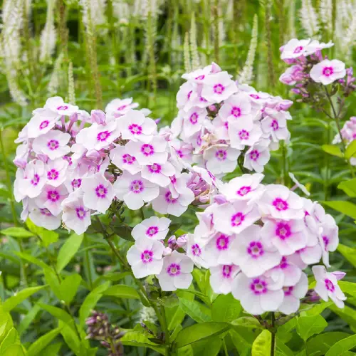 Flox (Phlox paniculata) - PictureThis