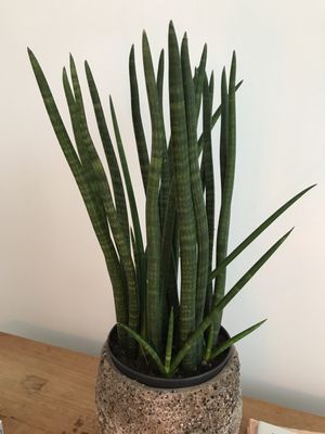 超希少　サンスベリア　斑入りカナリキュラタ　カナリキュラータ　ナナ　本物 154155687784480789.jpeg?x-oss-