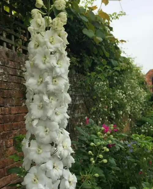 Candle larkspur 'Jill Curley'
