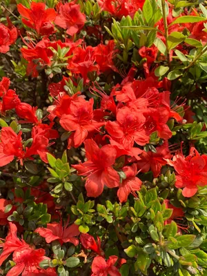 キンモウツツジ(金毛躑躅) (分類, 特徴, 花, 画像) キンモウツツジ(金毛躑躅) (分類, 特徴, 花, 画像)