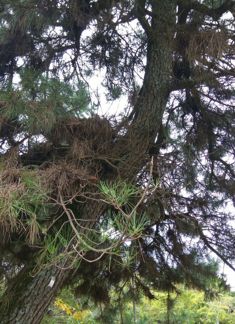Discover the Multifaceted Benefits of Turkish pine for Health and ...