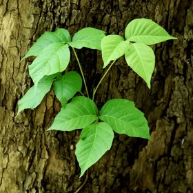 ポイズン・アイビーの判定方法 (Toxicodendron radicans) ポイズン・アイビーの判定方法 (Toxicodendron radicans)