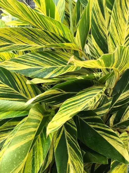 Shell Ginger Tea How to Plant and Grow Shell ginger 'Variegata'(Alpinia zerumbet ...