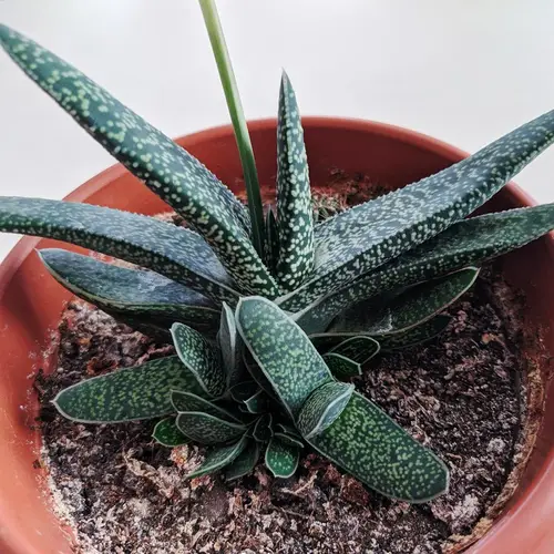 Aloe acinacifolia