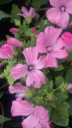 ハナアオイ（花葵）の育て方・栽培方法